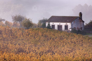 Poster Portugal Douro Valley Autumn 4