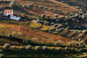 Poster Portugal Douro Valley Autumn