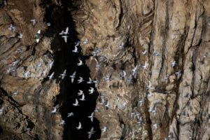 Poster Italy Cinque Terre Birds 2