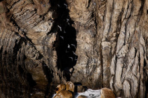 Poster Italy Cinque Terre Birds