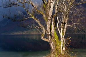 Poster Slovenia Bohinj Autumn